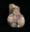 Large Worn Triceratops Tooth - #4458-1